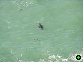 thn_The Catlins Coast 026.jpg
